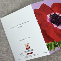 Italian Red Anemone - Image 3