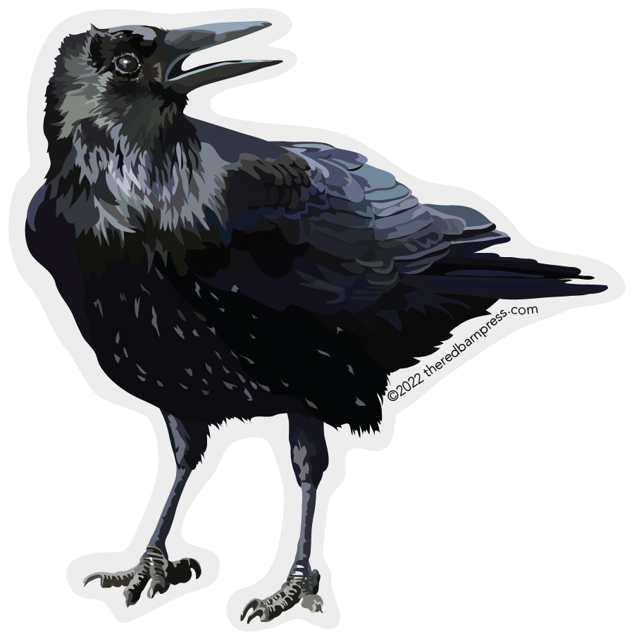 Talking Black Crow