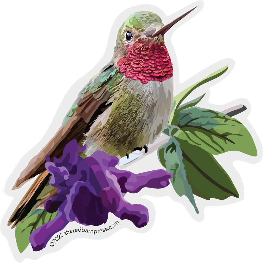 Hummingbird on Sage