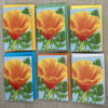 California Poppy - Set of Six