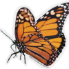 Standing Monarch