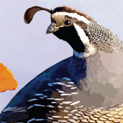 California Quail and Poppies - Image 4