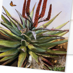 Cape Aloe and Friends - Image 4