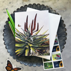 Cape Aloe and Friends - Image 3