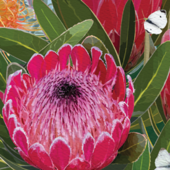 Protea Thank You Card - Image 5