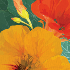 Orange Nasturtium Notecard - Image 4