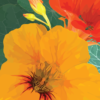 Orange Nasturtium Notecard